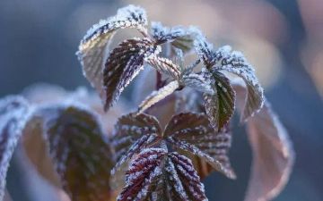 Узбекские фермеры могут лишиться до 80% урожая из-за резкого похолодания в стране