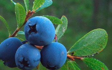 Диетолог из России объяснила пользу черники