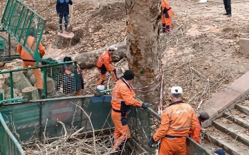 На берегу Анхора у посольства Германии срубили чинару