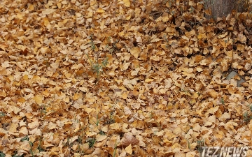 Узбекистанцев ждут теплые выходные 