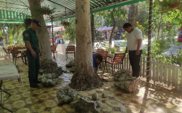 В одном из парков Гулистана забетонировали многолетние деревья