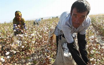 В Узбекистане сборщикам хлопка будут выплачивать надбавку за каждый собранный килограмм