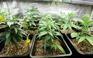 Названы условия получения лицензии для работы с каннабисом