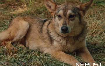 В России предложили запретить подкармливать бездомных животных