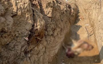 Житель Ташкента отделался смешным штрафом за убийство двух хаски