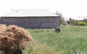 В Сырдарье у мужчины обнаружили сибирскую язву 