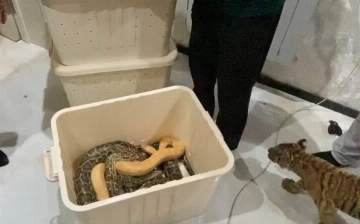 Житель Ташобласти незаконно содержал у себя дома тигра и несколько питонов