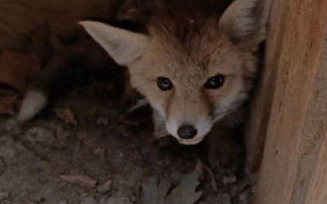 В Бухаре спасли лисенка с травмированными лапками (фото, видео)
