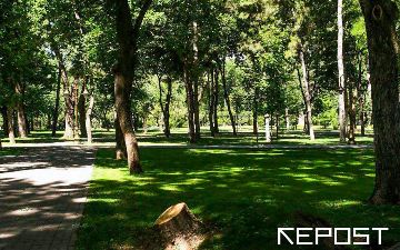 В Нурафшане вырубили 37 породистых деревьев