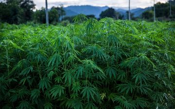 Американцы будут выращивать и перерабатывать каннабис в Узбекистане