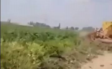 Обнародована причина уничтожения поля с клубникой в Кибрайском районе