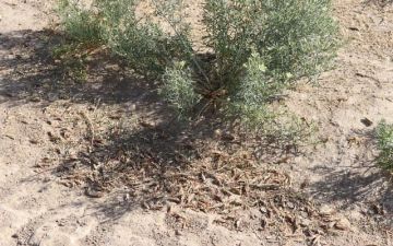 В Кашкадарье началось новое нашествие саранчи