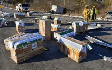 Благодаря аварии обезьяны смогли сбежать: их везли в лабораторию