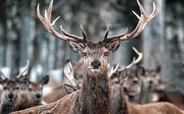 В США олень заразился «вирусом зомби»: болезнь может быть опасна для людей