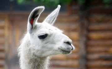 Лама Уайттоп из Северной Каролины признана самой старой в мире