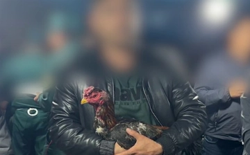 В Андижане накрыли подпольную арену для петушиных боев