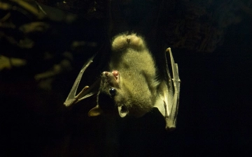 Китайские биологи обнаружили среди летучих мышей два потенциально опасных вируса