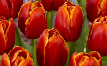 Пенсионер из Бухары продал тюльпан под видом наркотического мака 