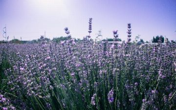 Наманганская область обзаведется лавандовой плантацией 