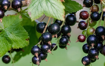 Узбекские ученые создали новые сорта смородины и земляники