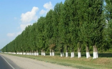 Минэкологии отреагировало на сообщения о деревьях, попавших под угрозу вырубки 