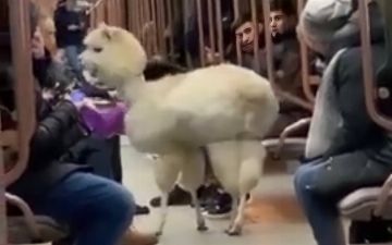 Альпака прокатилась по московскому метро, посмотрите на это милое животное