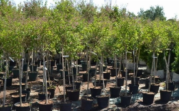 В Узбекистане планируют высадить 85 млн саженцев