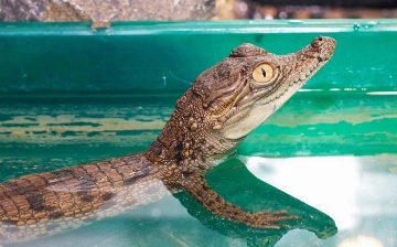 В зоопарке Ташкента рассказали о состоянии крокодилов, которых пытались ввезти из Каира