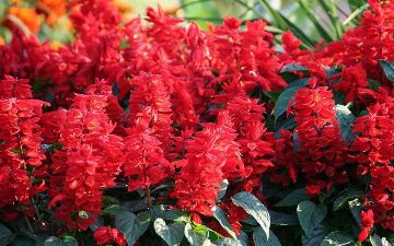 Некоторых граждан Узбекистана обучат выращивать цветы