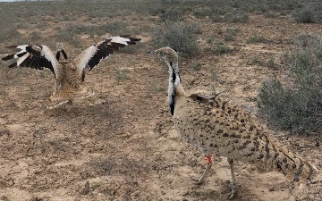 В Каракалпакстане выпустили на волю более 400 краснокнижных птиц