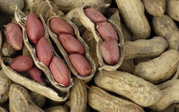 Арахис оказался опасным продуктом для больных раком