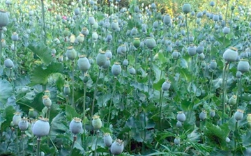 Житель Ферганы выращивал мак в огороде: правоохранители изъяли 353 куста