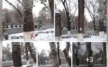 В Госкомэкологии отреагировали на информацию о вырубке столичных деревьев, помеченных краской