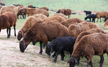 Житель Намангана продал украденных баранов за 128 миллионов сумов 