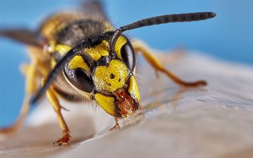 Что делать, если укусила оса: отвечает биолог