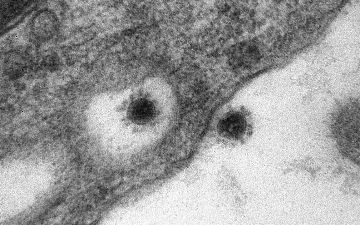 В Норвегии выявили новый дельта-штамм коронавируса