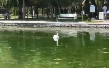 В Ташкенте семья поужинала лебедем, сбежавшим из парка