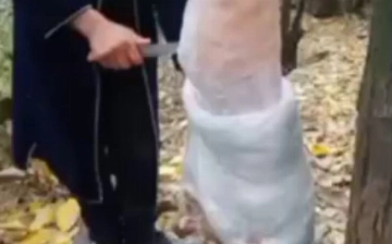 Жители Сурхандарьи поймали дикого волка и сняли с него шкуру — видео (18+)