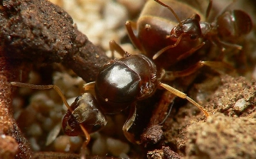 Узбекские супермуравьи угрожают Великобритании перебоями с электричеством