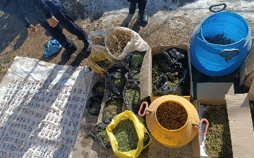 В Кашкадарье у братьев изъяли свыше 21 кг марихуаны