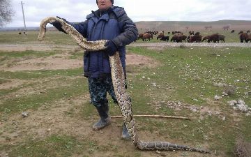 В Джизаке обнаружили питона, не встречающегося в Узбекистане — видео