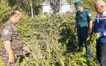 В Хорезме мужчина незаконно срубил 35 тутовых деревьев, нанеся ущерб природе почти на 50 млн сумов