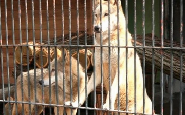 Житель Андижана содержал двух волков на территории автозаправки