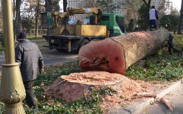 Выяснилось, сколько деревьев были незаконно вырублены с начала года