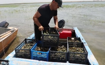 В Ташкент пытались незаконно провезти свыше 22 тысяч раков