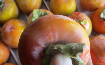 Из Узбекистана в Россию завезли хурму, зараженную опасным вредителем