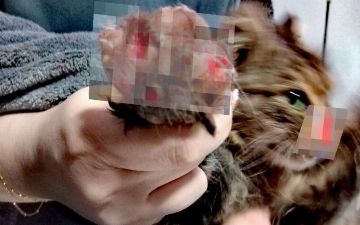 В Ташкенте живодеры изувечили кота, отрезав ему нос и выдрав когти