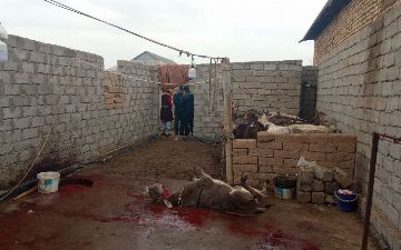 В Кашкадарье накрыли подпольную бойню: мужчина планировал продавать ослиное мясо — видео