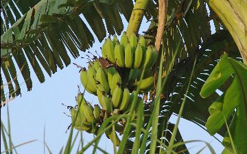 Сколько нужно съесть бананов, чтобы умереть?