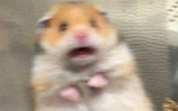 У хомяков, зараженных ковидом, уменьшались яички – грозит ли это людям?